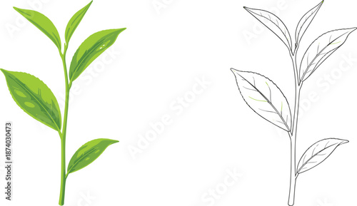 Green tea leaf branch illustration isolated on white background showing fresh botanical plant with colored and outline style vector 