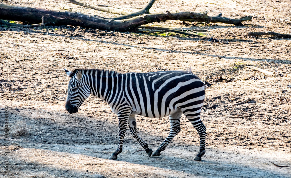 Fototapeta premium zoo zebra
