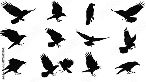 Black Silhouettes of Ravens and Crows in Flight and Perching Action
