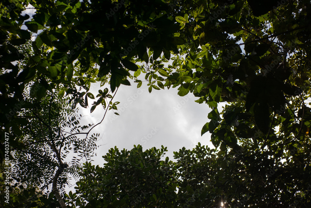 Fototapeta premium Looking up at forest canopy forming natural frame in cloudy sky