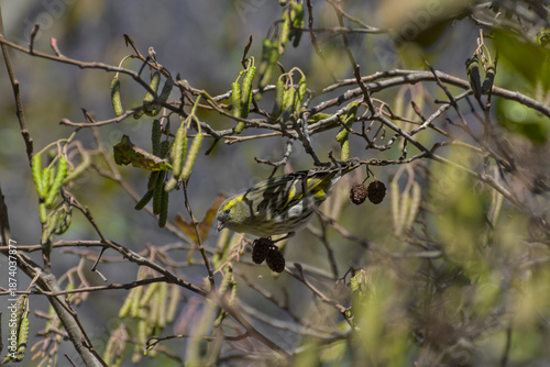 Jilguero lúgano (Spinus spinus) alimentándose de las semillas de un aliso