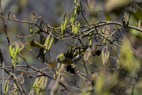 Jilguero lúgano (Spinus spinus) alimentándose de las semillas de un aliso