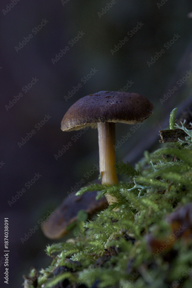 Fototapeta premium Macro de Macrocystidia cucumis en el bosque con iluminación tenue y fondo oscuro desenfocado.