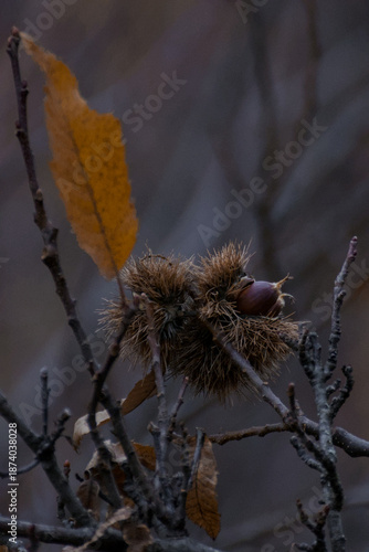 Primer plano de una castaña madura saliendo de su erizo espinoso en el bosque durante el otoño.