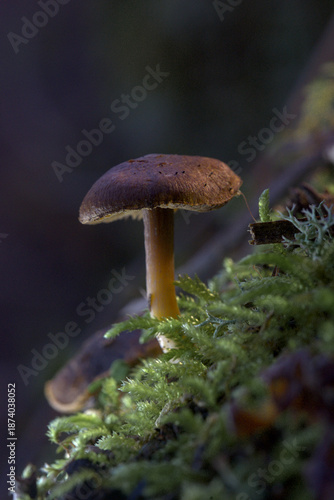 Macro de Macrocystidia cucumis en el bosque con iluminación tenue y fondo oscuro desenfocado.