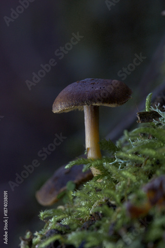 Macro de Macrocystidia cucumis en el bosque con iluminación tenue y fondo oscuro desenfocado.