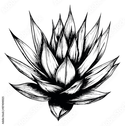 Hand drawn line art illustration of an agave succulent depicting spiky leaves for botanical designs