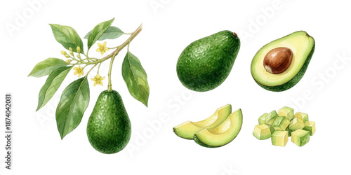 Avocado Botanical Illustration Set – Whole, Sliced and Branch Elements, Watercolor Style