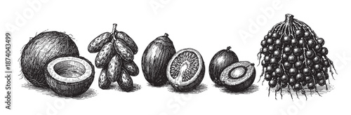A detailed black and white engraving showcases an assortment of exotic fruits, including a coconut, dates, oranges, and berries, presented in a vintage botanical style with clean linework and cross-ha