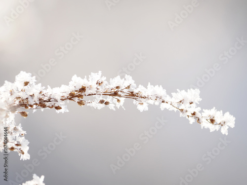 Wallpaper Mural セイタカアワダチソウの穂についた霜 Torontodigital.ca