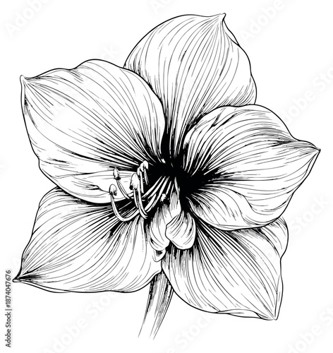 Hand drawn line art illustration of an amaryllis flower depicting blooming detail for botanical design