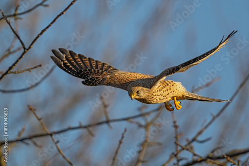 Turmfalke beim Jagdflug aus kahler Baumkrone mit weit geöffneten Schwingen