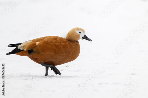 Rostgans in winterlicher Landschaft, Schrittbewegung eingefroren