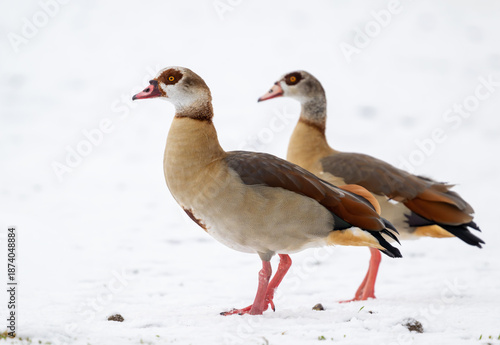 Nilgänse im Winter, Paar auf schneebedeckter Wiese