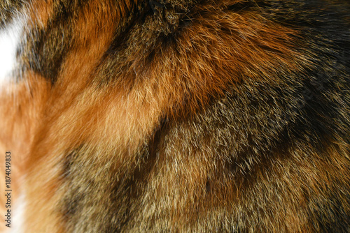 Foto Cat fur texture background
