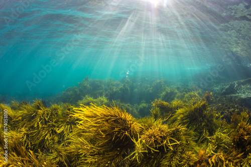 Bilde på lerret Beautiful sun rays beaming down over a weed covered rocky sea floor