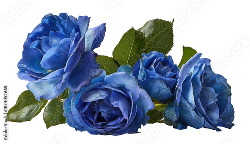 Close-up of four vibrant blue roses with green leaves, cut out from the background