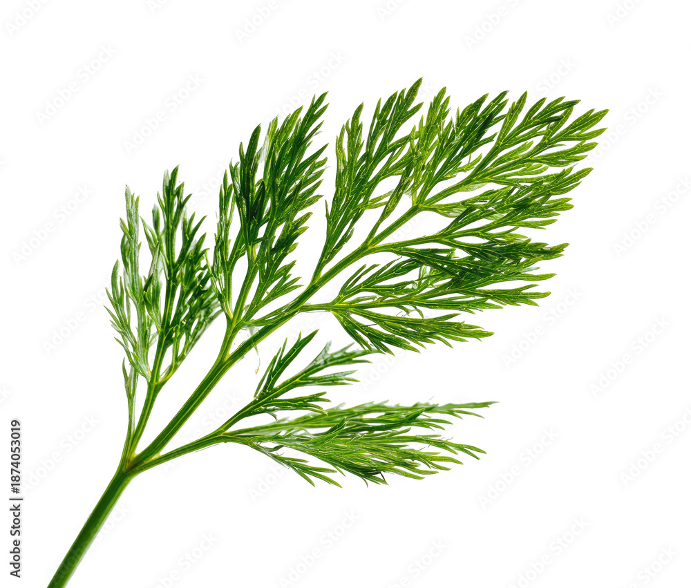 Fototapeta premium Close-up of a vibrant green, feathery leaf against a stark black background