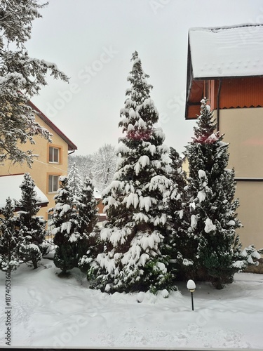christmas tree in the snow