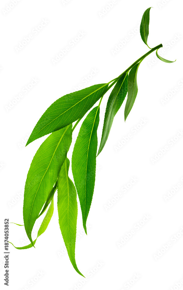 Fototapeta premium Green leaves fly with a gust of wind. Green leaves wave. Leaf falling. Vegan, eco, organic design element.on transparent, png