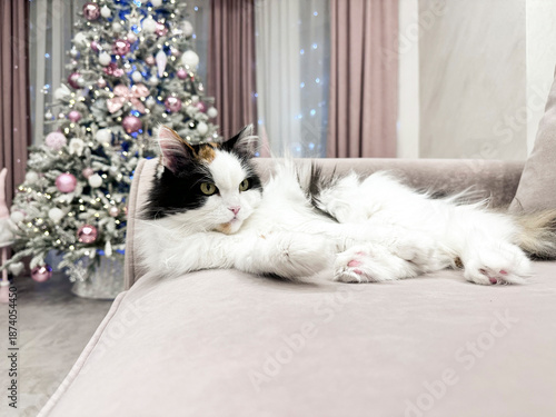 Wallpaper Mural Fluffy White and Black Cat Relaxing on Couch Near Christmas Tree in Modern Living Room Torontodigital.ca