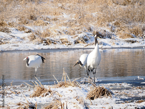 Wallpaper Mural 水辺にたたずむ丹頂鶴の親子 Torontodigital.ca