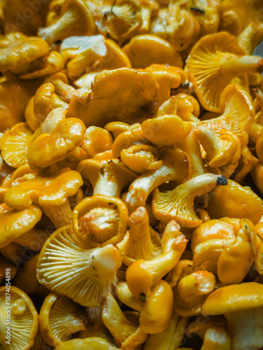 A heap of freshly picked chanterelle mushrooms, showcasing their vibrant orange color and unique shape. A bountiful harvest of chanterelle mushrooms ready to be cooked. High quality photo