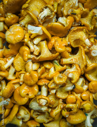 Craterellus tubaeformis, yellowfoot mushrooms, winter chanterelles, wild mushrooms, edible fungi, foraged food, forest mushrooms, mushroom close-up, nature harvest, gourmet mushrooms, fungi texture
