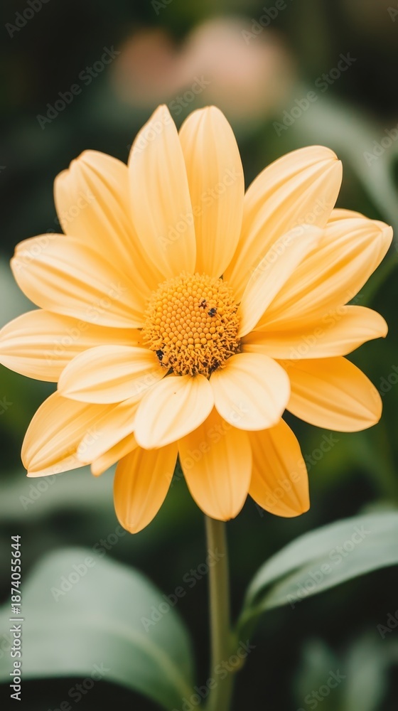 Obraz premium Delicate yellow flower with many petals opening gracefully against a soft green blurred background