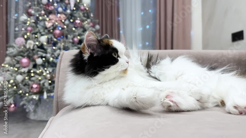Wallpaper Mural Cat lounges on sofa near Christmas tree with glowing lights, cozy atmosphere fills home, cozy energy radiates from relaxed feline, holiday scene inspires cozy festive feeling for viewers. Torontodigital.ca