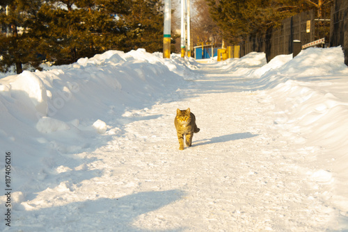 Brown Tabby Cat Walking Towards Camera on Sunlit Snowy Sidewalk