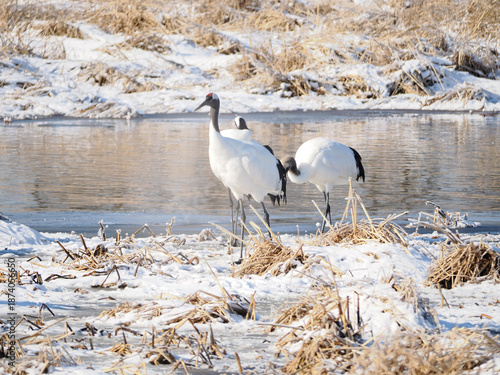 Wallpaper Mural 水辺にたたずむ丹頂鶴の親子 Torontodigital.ca