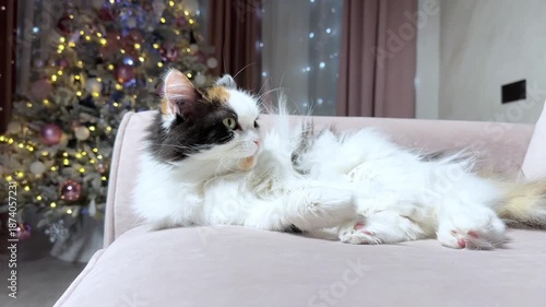 Wallpaper Mural Cat lying on a sofa grooming its paws, cozy indoor scene with a Christmas tree in the background, glowing garland lights, festive home atmosphere, relaxed pet moment. Torontodigital.ca