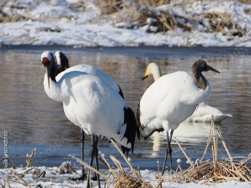 Wallpaper Mural 水辺にたたずむ丹頂鶴の親子 Torontodigital.ca