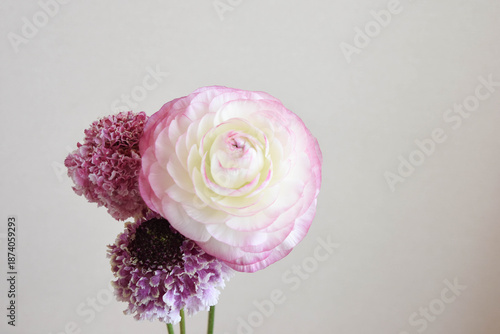 ラナンキュラスとスカビオサ