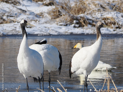 水辺にたたずむ丹頂鶴の親子
