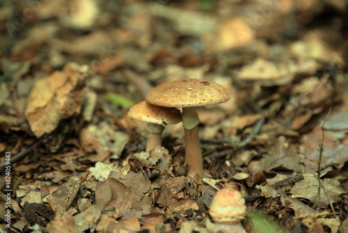 Two Amanita rubescens mushrooms growing together on forest floor in woodland