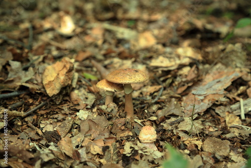 Several Amanita rubescens mushrooms growing together on forest floor in woodland