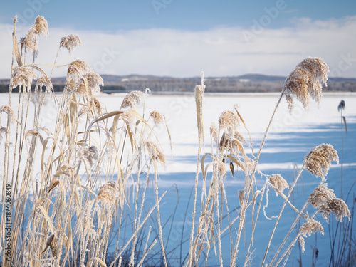 ススキの穂についた霜
