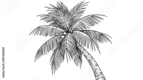 Detailed Black and White Sketch of a Leaning Palm Tree