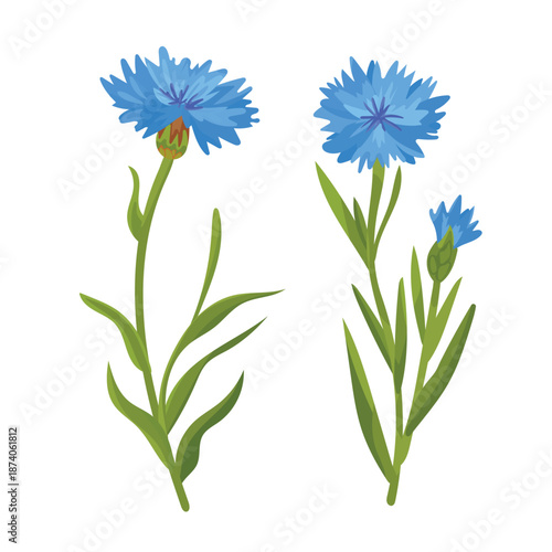 Cornflower flower. Flat vector clipart, illustration with isolated background.