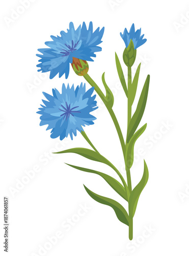 Cornflower flower. Flat vector clipart, illustration with isolated background.