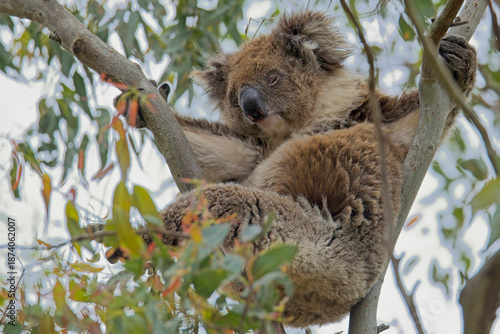 Wall Mural Koala (Phascolarctos cinereus) asleep in a tree at the Belair National Park, Adelaide, South Australia