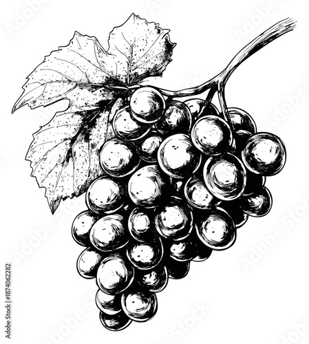 Hand drawn line art illustration of grapes depicting a bunch with a leaf for food and drink design
