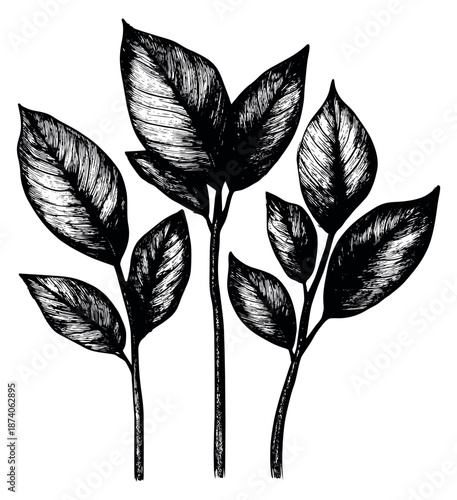 Hand drawn line art botanical elements set featuring various detailed leaves and stems for elegant natural designs
