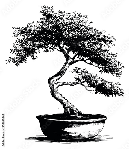 Hand drawn line art illustration of a bonsai tree depicting traditional Japanese horticulture for garden design projects