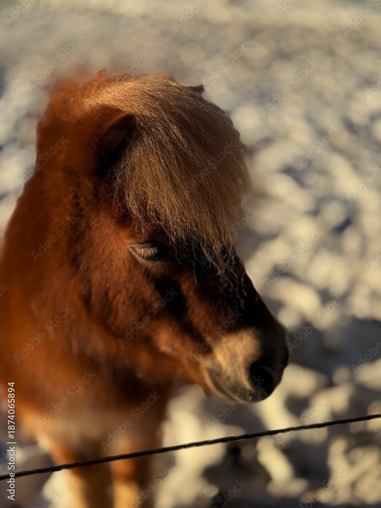 Obraz premium Close-up of a brown miniature Shetland pony in a snowy paddock during golden hour. Warm sunlight highlights its long winter coat and mane. Soft bokeh background. No people.