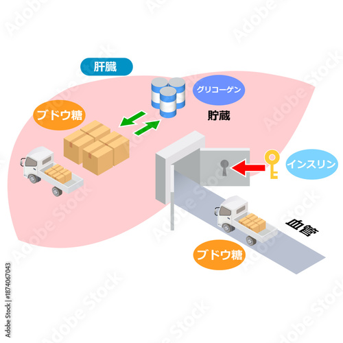 肝臓とブドウ糖の役割