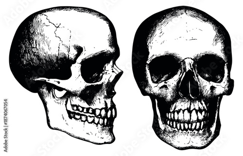 Vintage hand drawn line art skull illustration set featuring human skulls in profile and frontal views for anatomical and spooky designs