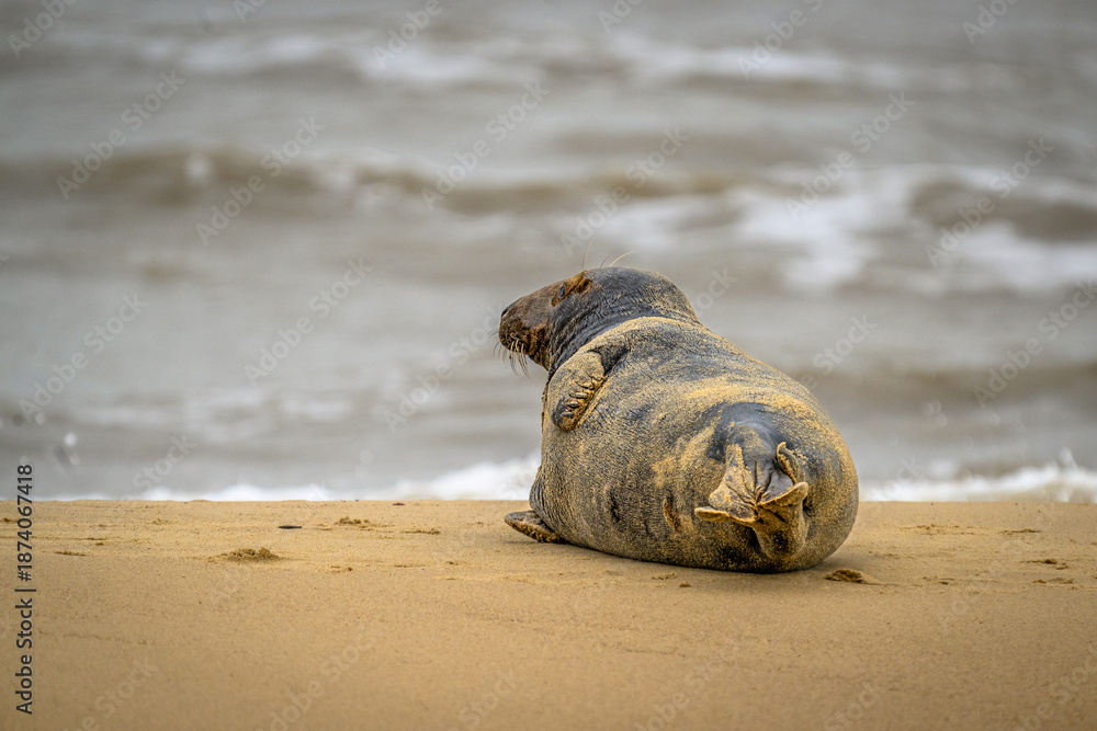 Fotografie Grey seal covered in sand
